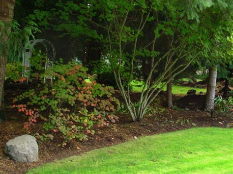 Small Landscaping Trees Front Yards Curb Appeal Backyard Ideas Best