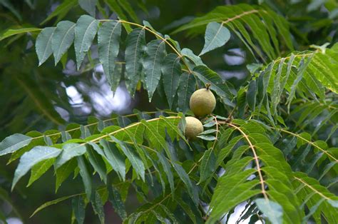 11 Species Of Walnut Trees For North American Landscapes