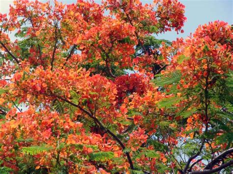 A tropical nursery in south florida specializing in a variety of rare and unusual plants. Royal Poinciana, Flamboyant tree, Flame tree, Delonix ...
