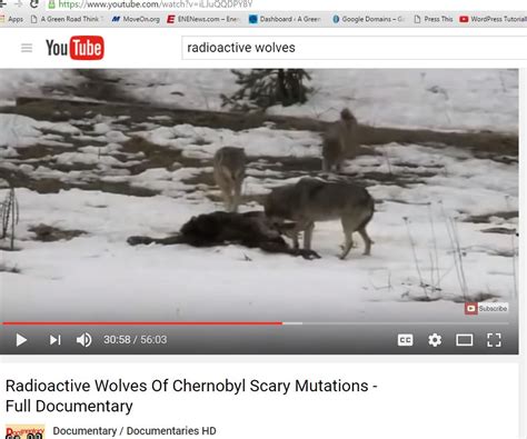 A Green Road Journal Pbs Radioactive Wolves In Chernobyl Exclusion