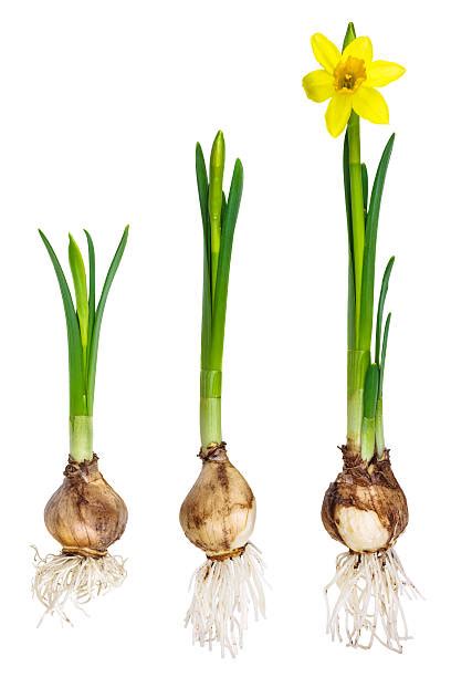 Daffodil Bulb Stock Photos Pictures And Royalty Free Images Istock
