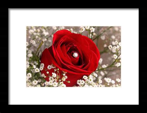Beautiful Red Rose With Diamond Framed Print By Tracie Kaska