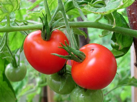 Check spelling or type a new query. Tomaten aus dem eigenen Garten lohnt sich das? » GartenBob ...