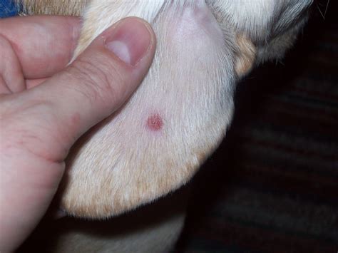 Black Spots On Dogs Skin Cancer