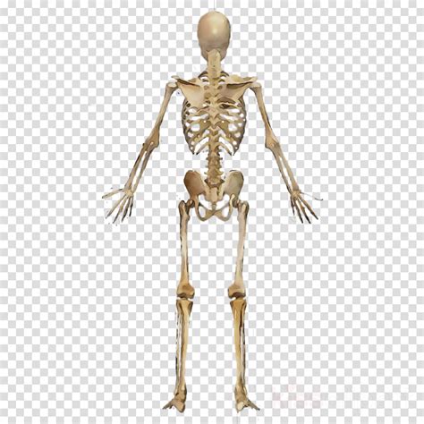 Body Skeleton Transparent Images Png Play