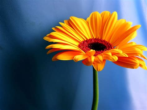 Yellow Daisy Wallpapers Hd Wallpapers Id 5646