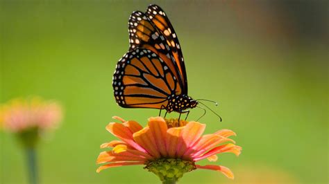 100-Plus Groups Urge Feds for More Funding to Save Monarch Butterflies 