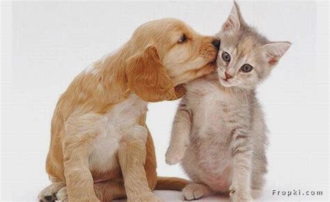 Dangerous Of Wild Animals Cute Love Dog Puppy Vs Cat
