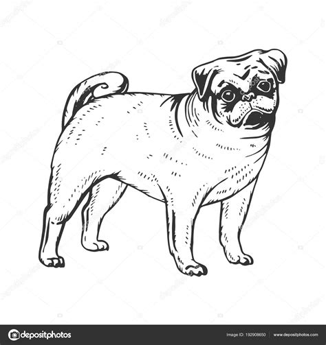 Imagenes De Perritos Pug Para Colorear - Impresion gratuita