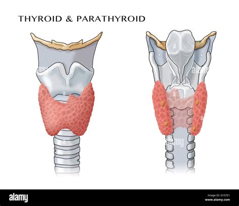 Anatomical Illustration Of The Thyroid And Parathyroid Glands Stock