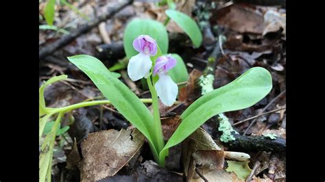 Identifying Wildflowers Youtube