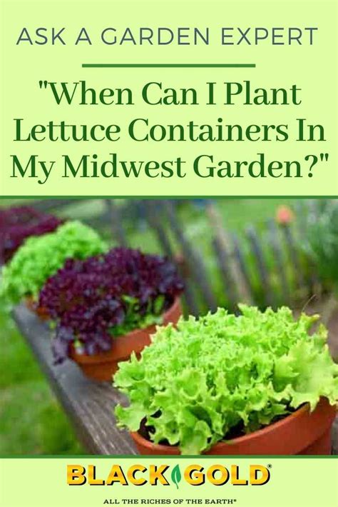 It is a resilient plant that will bounce back if you know how to harvest it or what to do with the scraps. When Can I Plant Lettuce Containers In My Midwest Garden ...