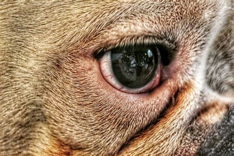 What To Do If Your French Bulldog Has A Swollen Eye French Bulldog Cafe