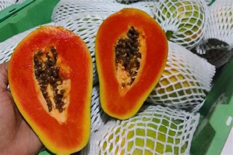 Manfaat Buah Pepaya Bagi Kesehatan Disway Jateng