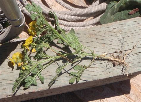 Roundup grass and weed killer. My Backyard Weeds - Buffalo Burr or that Spiny Fake Watermelon Plant with Yellow Flowers