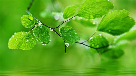 Green Natural Leaves Water Droplets Drops Wallpaper Nature And