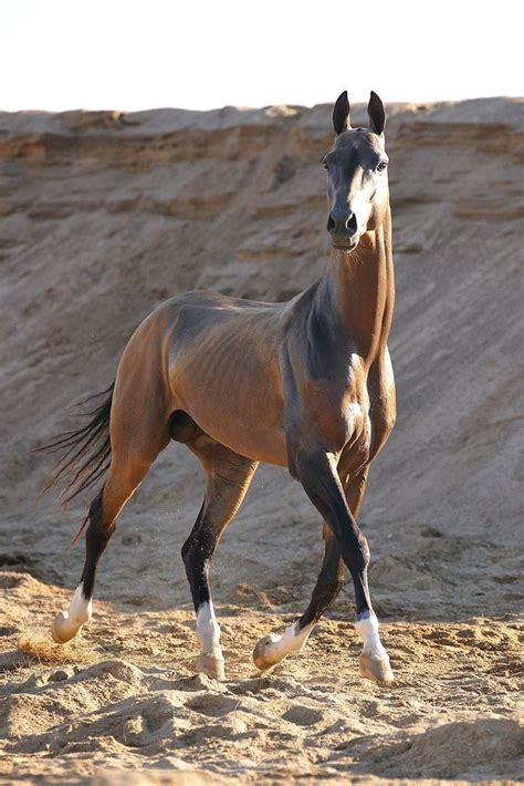 ce cheval  ete elu le  beau cheval du monde  est de la race des akhal teke une race rare