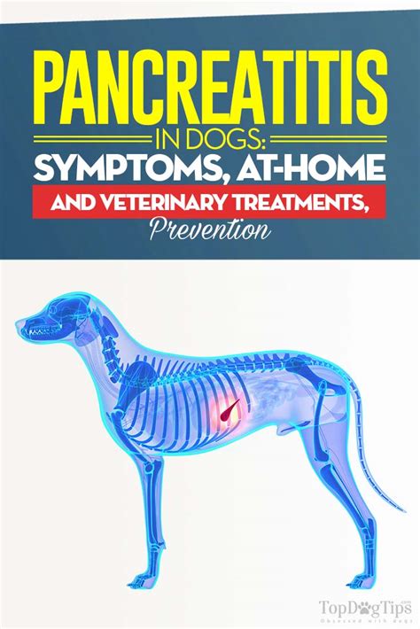 It can be deadly and causes extreme discomfort as well as gastrointestinal signs such as vomiting. Pancreatitis in Dogs: Symptoms, Causes, Treatments and ...