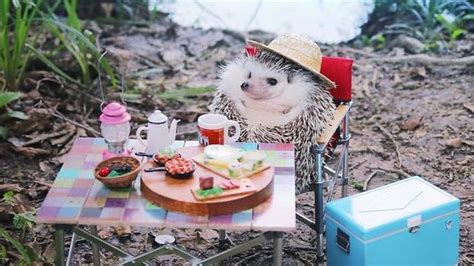 ‘azuki hedgehog instagram famous critter is melting hearts online au — australia s
