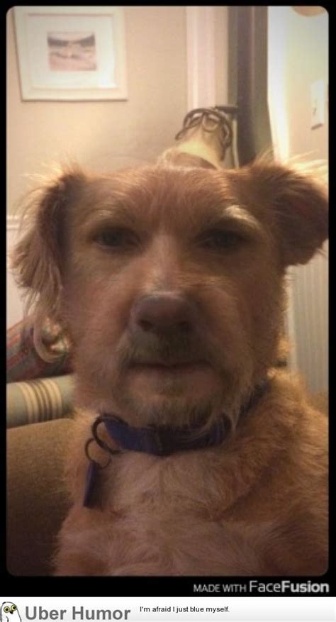 To combine multiple videos together, you need a videos merger. I used an app to combine my dad's and dog's face | Funny ...
