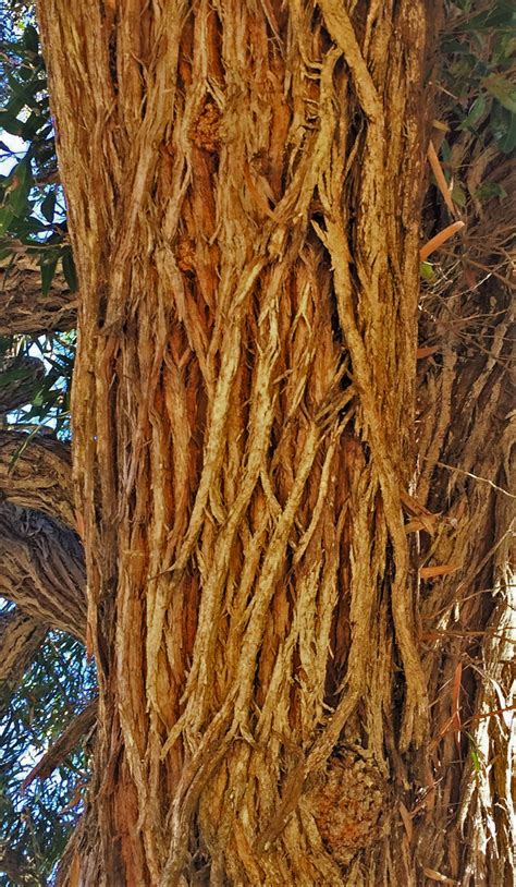 Peppermint Tree Santa Barbara Beautiful