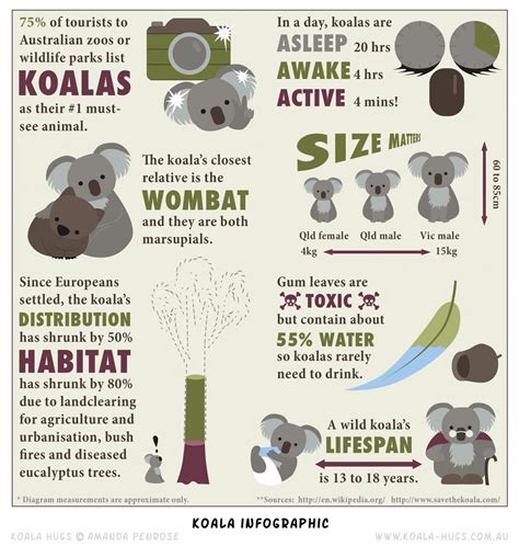 Koala Infographic Infographic Koala Australia Fun Facts Koala Craft