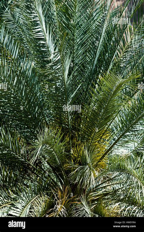 Spikey Palm Fronds Hi Res Stock Photography And Images Alamy