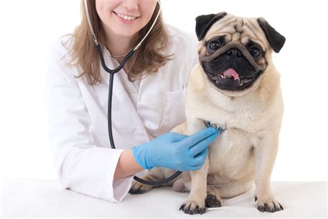 Coughing In Dogs Symptoms Causes Diagnosis Treatment Recovery