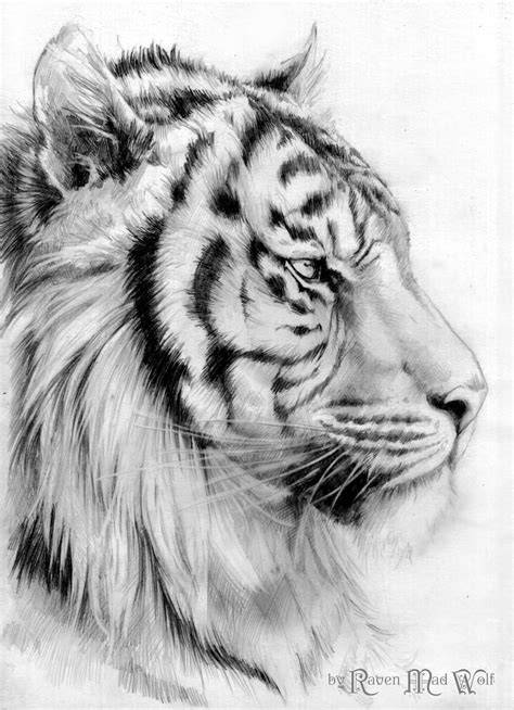 Tiger By Ravenmadwolf On Deviantart Tiger Sketch Tiger Drawing