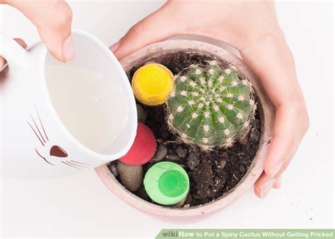 Beginner cactus growers often visit their local garden center when they are ready to repot their these mixes are primarily a combination of sand and peat. How to Pot a Spiny Cactus Without Getting Pricked: 14 Steps