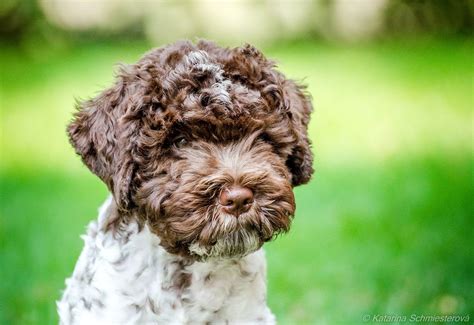 The cost to buy a lagotto romagnolo varies greatly and depends on many factors such as the breeders' location, reputation, litter size, lineage of the puppy, breed popularity (supply and demand), training, socialization efforts, breed lines and much more. Our lagotto romagnolo puppies | | www.radivababy.sk