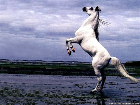 Free Download White Arabian Stallion Horse Stand Up Wallpaper Wallpaper