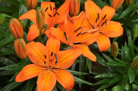 Alva K Street What Are The Different Types Of Lily Flowers Lilies