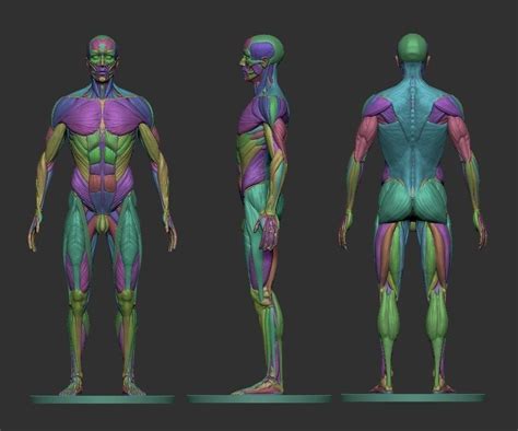 Male Ecorche Human Anatomy Reference 3d Print Model