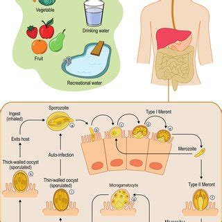 Infection persists until the host's immune response eliminates the parasite. (PDF) State of the Art and Future Directions of ...