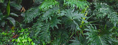 Wide range of unusual plants for shade and woodland, long acre plants, ferns, viola odorata, heuchera, lilies, geranium, epimedium, shade loving plant, hellebores, snowdrops. Top 8 Shade Loving Plants for Your Garden | Holman Industries