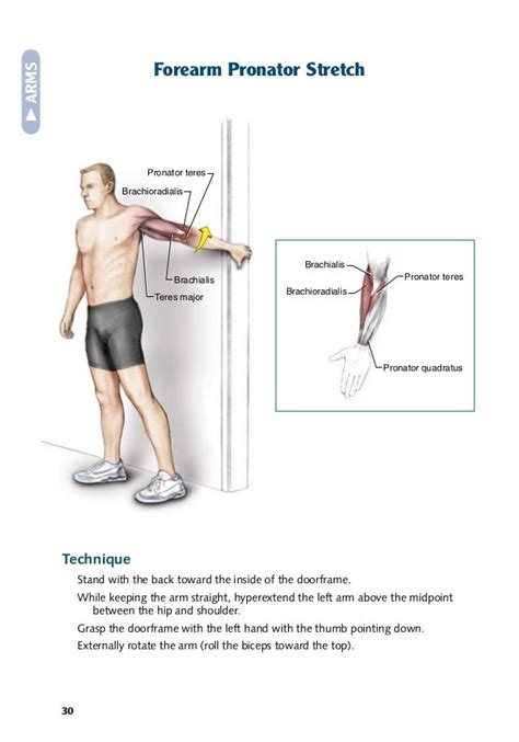 Brachialis Stretch Rehabilitation Exercises Plexus Products Exercise