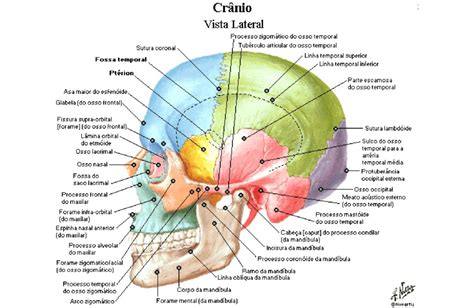 Suturas Do Crânio Anatomia Papel E Caneta