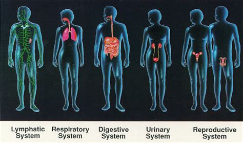 12 Organ Systems Of Human Body