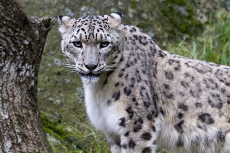 The Snowball Effects Of Climate Change On Snow Leopards The Wire Science