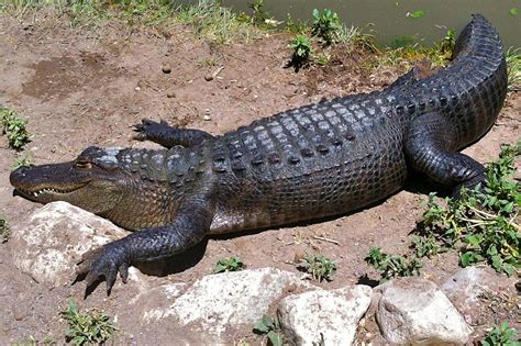 American Alligator Reptile In The Rockies