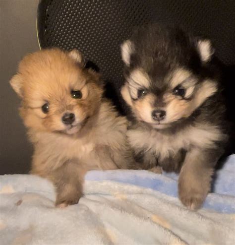 Kc Registered Pomeranian Pups For Sale Carmarthenshire Forever Puppy