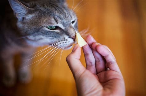 Can Cats Eat Cheese? - A Very Cozy Home