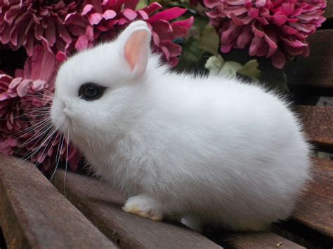 Rabbit Breed Identification