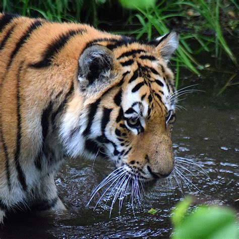 Tiger Facts All About Amur Tigers