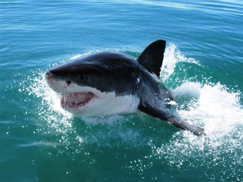 Great White Shark South Africa