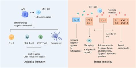 Frontiers Cd Cd Cd Double Negative T Cells In Inflammation Immune Disorders And Cancer