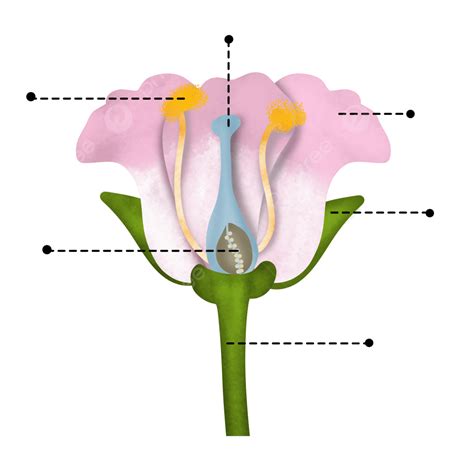 Diagram Of Flower Anatomy Best Flower Site
