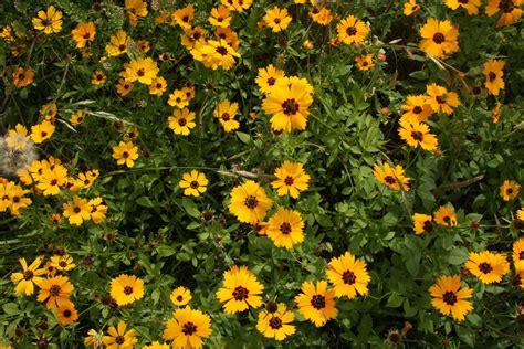 2 more photos view gallery. Native Florida Wildflowers: Goldenmane Coreopsis ...