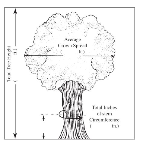 Dnr Forestry How To Measure And Identify Big Trees